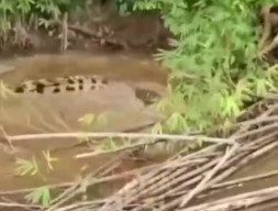 Cari Kerang, Tewas Diterkam Buaya