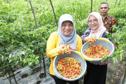 Kendalikan Inflasi Menjelang Ramadan, Pemkot Surabaya Gencarkan Panen Cabe Lokal