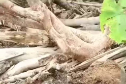 Ditemukan Mayat, Diduga Korban Banjir Bandang Sumut 