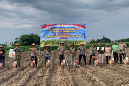 Kolaborasi Lintas Lembaga, Penanaman Jagung Digenjot Menuju Target 1 Juta Hektare