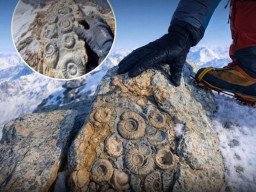 Fosil Makhluk Laut Ditemukan di Puncak Gunung Everest, Kok Bisa?