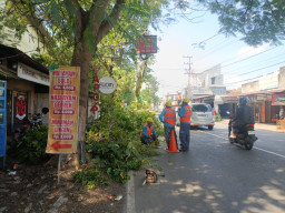 Cuaca Ekstrem di Kota Kediri Picu 17 Pohon Tumbang, Satu Nyangkut Kabel di Tosaren