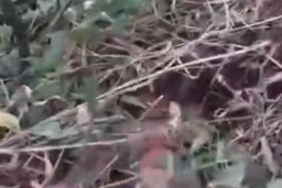 Bayi Mungil Ditemukan di Semak-Semak Pinggir Jalan