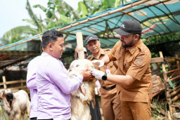 Pemkot Batu Pastikan Hewan Kurban Sehat dan Layak Jelang Iduladha 1447 H