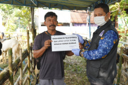 DKPP Kota Kediri Temukan Ternak Terindikasi Scabies Saat Sidak Hewan Qurban