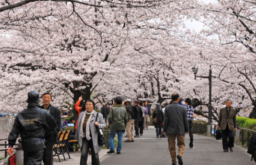 9 Destinasi Wisata Ikonik di Jepang yang Wajib Dikunjungi Traveler Indonesia