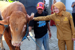 Sapi Banpres 880 Kg Diserahkan ke Masjid Darunnajach Kota Kediri