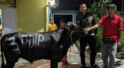 DPC PDI Perjuangan Kota Batu Terima 5 Sapi Kurban, Semangat Gotong Royong Warnai Idul Adha 1447 H