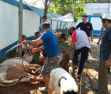 PWI Kabupaten Bogor Sembelih 1 Sapi dan 9 Kambing Kurban di Iduladha 1447 H