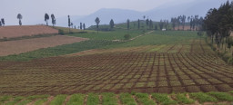 Pesona Brakseng Sumberbrantas, Sajikan Panorama Pegunungan dan Kentang Premium Khas Batu