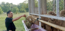 Selain CSR,  Maidi Minta Setiap OPD di Kota Madiun Setor 1 Domba 