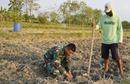 Menabur Bibit, Memupuk Kemanunggalan: Aksi Serda Rizky Turun Sawah di TMMD 129 Bojonegoro 