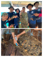 Mahasiswa UB Terapkan Probiotik Bacillus sp. untuk Mendukung Budidaya Kerang Mutiara di Pulau Saseel 