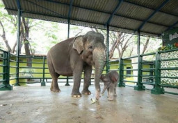 Dewan Tuding KBS  Terkesan Tutupi Kematian Gajah Dumbo
