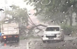 Pohon-Pohon Tumbang Dihajar Hujan Angin di Surabaya