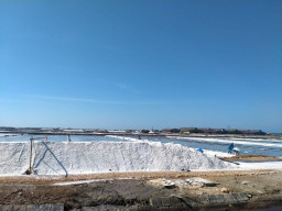 Harga Garam di Sumenep Rp 500 Per Kilogram