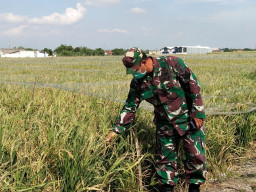 Kodim 0816 Sidoarjo Buat Pilot Project Tanaman Padi