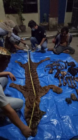 Gakkum KLHK Tangkap Penjual Kulit dan Tulang Harimau Sumatera