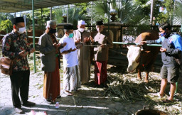 Wawali Batu Serahkan Sapi Limousin 850 kg ke Masjid Agung An-Nurr