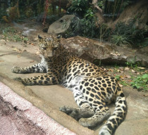 Satwa di Jatim Park, Dipastikan Tak Terpapar Corona