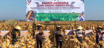 Bupati dan Wabup Hadiri Panen Perdana Benih Jagung Hibrida RK475 di Senori