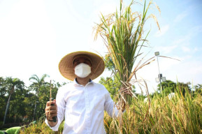 Pemkot Surabaya Terus Manfaatkan Lahan BTKD untuk Perkuat Ketahanan Pangan