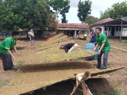 Diguyur Hujan, Petani Tembakau di Sumenep Terancam Merugi