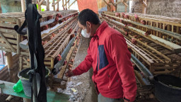 Harga Telur Kian Anjlok, Peternak di Ponorogo Ini Pilih Gadaikan BPKB
