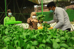 TP PKK Surabaya Gelar Pelatihan Hidroponik, Dorong Masyarakat Manfaatkan Pekarangan