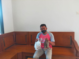 Modus Jual Kelinci Online, 50 Korban Alami Kerugian Rp 1,5 M