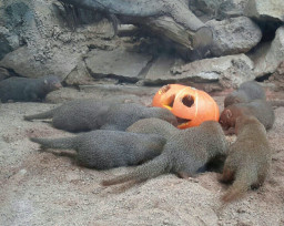 Batu Secret Zoo Rayakan Halloween dengan Kemasan yang Menghibur Pengunjung