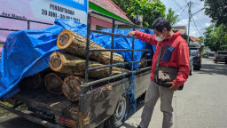 Curi Pohon Lindung, Pembalak Asal Tulungagung Ditangkap Polres Ponorogo