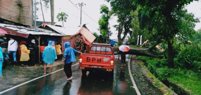 Hujan Deras, Pohon Trembesi di Junrejo Roboh dan Rusakkan  Warung Pinggir Jalan
