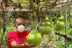 Harga Cabai Merangkak Naik Jelang Nataru, Ini Kata Wawali Armuji