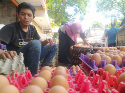 Harga Telor Menggila Di Ponorogo, Warga: Kapan Peternak Demo?