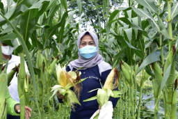 Perkuat Ketahanan Pangan, Pemkot Surabaya Dampingi Warga Manfaatkan Lahan BTKD