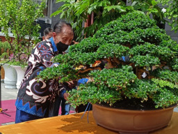 UWKS Gelar Pameran Bonsai Cantik