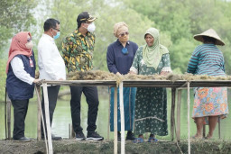Menteri KKP Bersama Bupati Sidoarjo Panen Rumput Laut