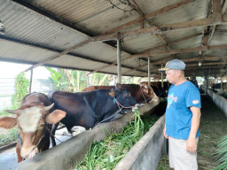 Pertenak di Sidoarjo Ini Sembuhkan Sapinya dari PMK dengan Kunyit, Telor, Gula Aren