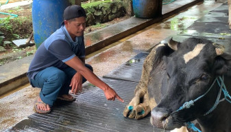 86 Sapi Perah di Pudak Ponorogo Suspek PMK, Per Peternak Rugi Rp 65 Juta