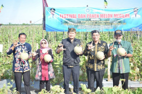 Di Tengah Cuaca Ekstrem, Petani Melon di Lamongan Masih Profit