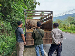 Polres Batu Awasi Mobilisasi Hewan Ternak di Perbatasan Kasembon dengan Kediri