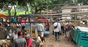 Tak Gubris Penutupan, Pedagang Hewan Ponorogo Nekat Jualan di Pasar