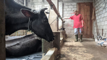 Darurat PMK, Peternak Ponorogo Belum Tersentuh Program Restrukturisasi Kredit