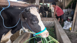 Bank Jatim Siap Bantu Peternak Terdampak PMK di Ponorogo