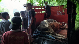 Soal Rp 10 Juta Uang Ganti Rugi Terdampak PMK, Pemkab Ponorogo Tunggu Juknis