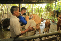 Puluhan Sapi Terjangkit PMK, Pemkot Madiun Vaksin Massal