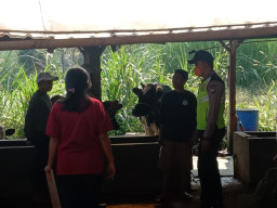 Bhabinkamtibmas Polres Batu Dampingi Vaksinator