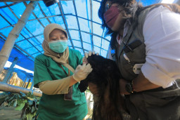 DKPP Madiun Temukan Kambing Terindikasi PKM di Penjual Musiman