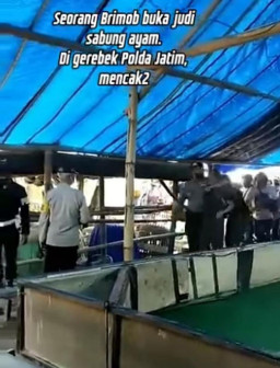 Viral! Diduga Oknum Brimob Ditangkap Gegara Dirikan Arena Sabung Ayam di Magetan
